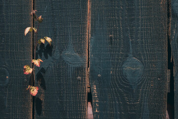 Textura de madera antigua