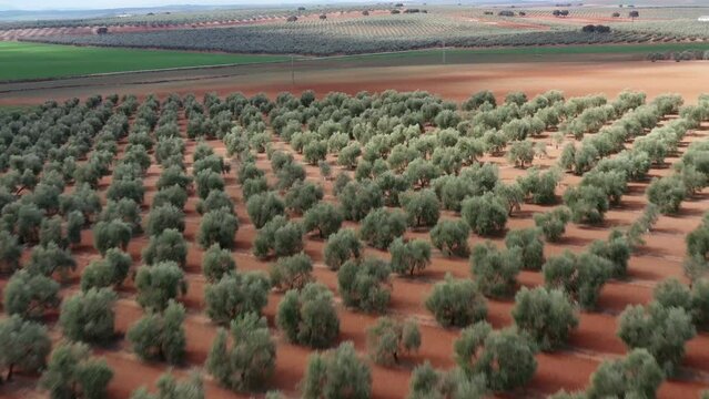 survol des champs d'oliviers (oliveraies), hacienda et village blanc en Andalousie dans le sud de l'Espagne	