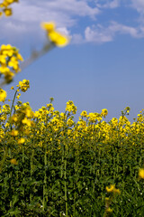 Fototapeta premium yellow flowering rapeseed in the spring season