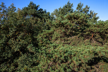 Fototapeta premium mixed forest with different types of deciduous trees