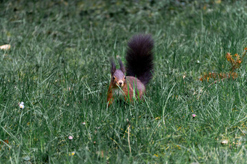 Fototapeta premium Brown squirrel in the grass