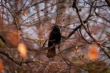 Black crow in a tree branch