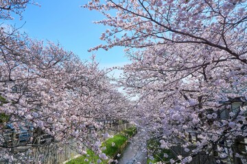 真間川の桜並木　市川市