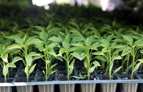 Pepper seedlings. Growing seedlings of sweet pepper in cassettes with organic soil. 