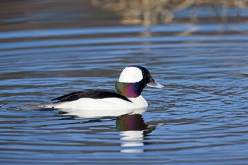 Sideview of male bufflehead duck.