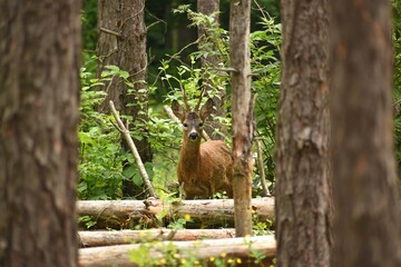 A male wild roe deer stands among the trees in the forest on a spring day outdoors, close-up. European roe deer in the wild, front view.