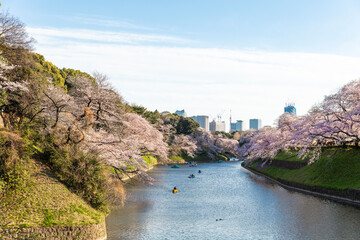 千鳥ヶ淵の桜