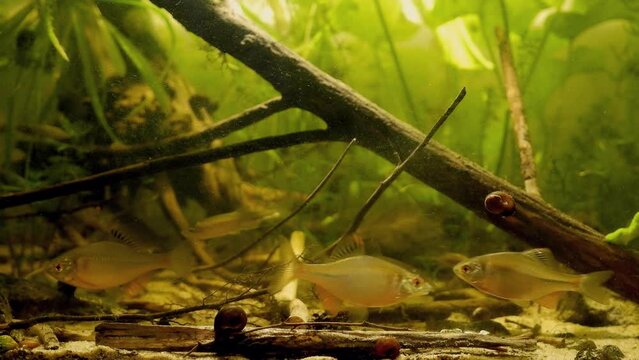 adaptation of European bitterling and sunbleak in planted coldwater river biotope aquarium, adult male show natural breeding behaviour and vivid colors, captive wild fish, controlled conditions