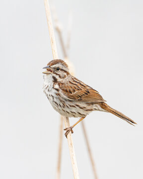 Song Sparrow singing on cattail stem against white background