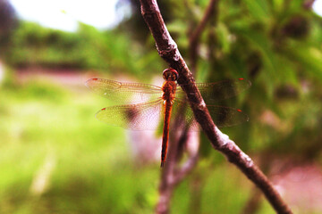 red dragonfly on a branch