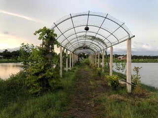 greenhouse with plants