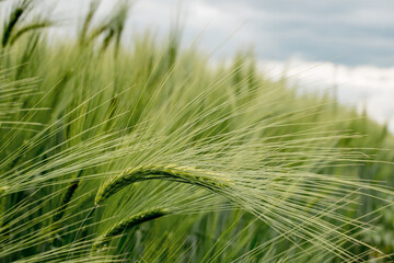 Ripening ears of meadow wheat field. Rich harvest Concept. Ears of green wheat close up.