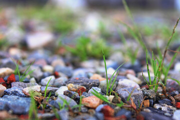 autumn leaves on the ground