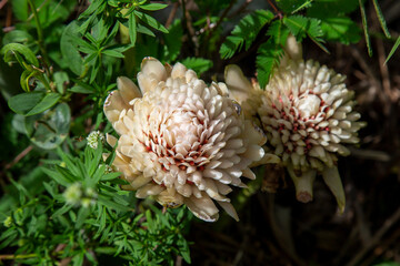 Flor Rosa 