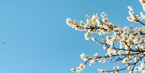 White Cherry blossom flower petal branches against blue sky with copy space