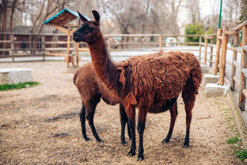A cute brown llama in a zoo park. A fluffy animal mammal. Similar to an alpaca. High quality photo