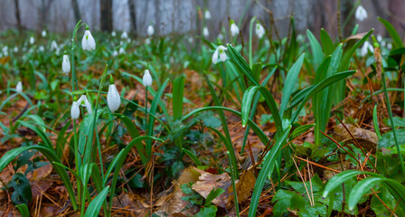 closeup white snowdrop in forest, beautiful spring natural background