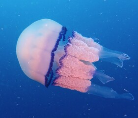 jellyfish in aquarium