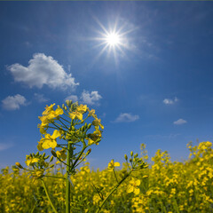 Obraz premium yellow rape field under a sparkle sun, summer natural agricultural scene