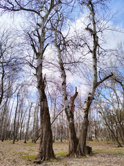 Park in spring. Trees against the blue sky.