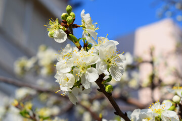 white cherry flowers, spring, tree blossoms