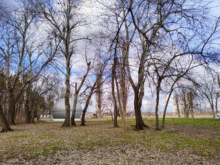 Park in spring. Trees against the blue sky.