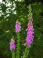 Pink wild flowers on a thick bell-shaped stem in the forest