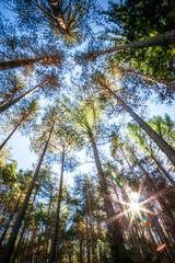 Backlight on trees in a Dolomites' wood