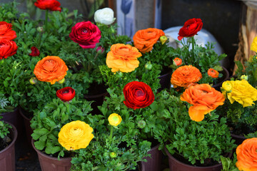 flowers ranunculus, ranunculus garden, flowers