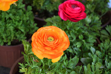 Orange flowers ranunculus, ranunculus garden, flowers