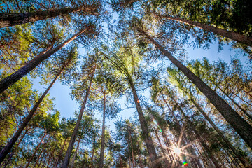 Backlight on trees in a Dolomites' wood