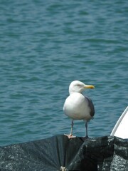 Seagull stands on a tarpaulin against the background of water