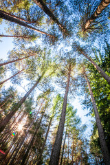 Backlight on trees in a Dolomites' wood