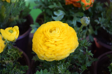 Yellow ranunculus, garden ranunculus, flowers