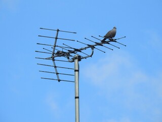 The pigeon sits on the antenna and the blue sky