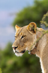 Collared lion, Addo Elephant National Park