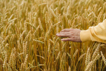 The man's hand touches the field of yellow ripe wheat in summer. Food, ears of grain. Close up, farmer checking his business.