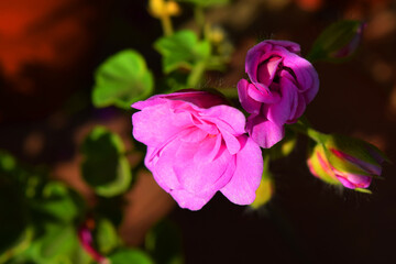 pink flowers, geranium, indoor flowers