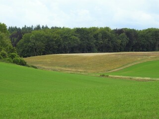 Green fields with trees