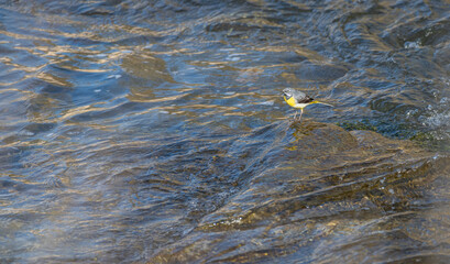 A grey Wagtail sitting on a rock in a fast flowing river, Scotland
