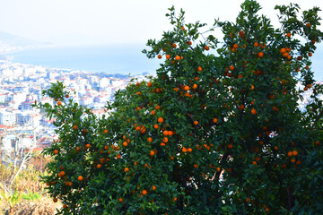Fototapeta na wymiar orange tree and city view
