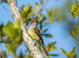 A great crested flycatcher bird perched on a branch. 