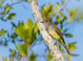 A great crested flycatcher perched on a tree 