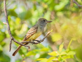 A great crested flycatcher perched in a tree 