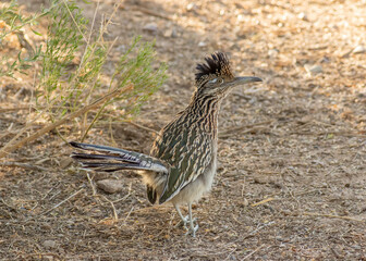 A greater roadrunner in the middle of a hiking trail in southern Arizona. 