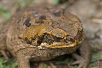 Dry Cane Toad