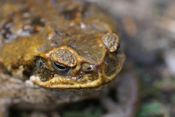 Cane Toad Face 2