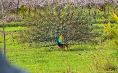 Obraz premium Male peacock with mating plumage fully displayed standing on a garden. Peacocks are famous for their beautiful plumage. Indian national bird. 