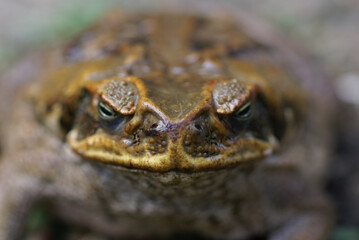 Cane Toad Face Straight On
