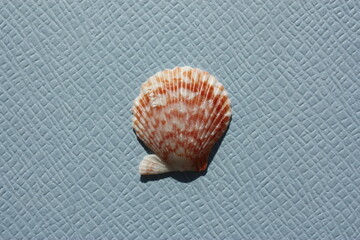 Seashell of bivalve mollusc ornate scallop (Caribachlamys ornata) on a blue background. Place of find: Atlantic Ocean, Cuba, Varadero